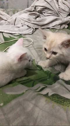 2 months cute kittens