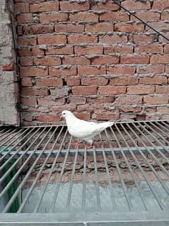King pigeon / Black Tail Female \ Flying Pigeon / fancy pigeon