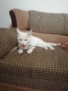 Persian White Cat Male double cot
