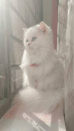 3 Persian cats for sale 6 months blue eyes five coat hair white