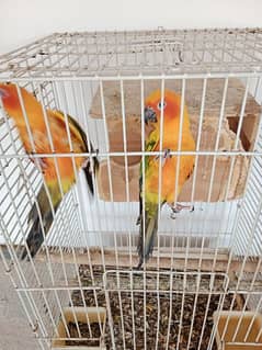 parrot love bird