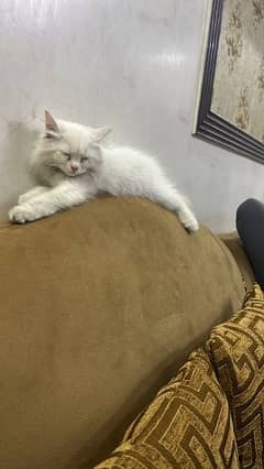 persian cat . odd eyes