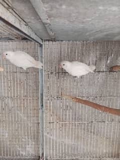 albino black eye /green fisher/ grey java breeder pair/cocteil pair