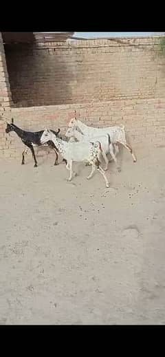 Barbari Goats for sale. . 03103294465