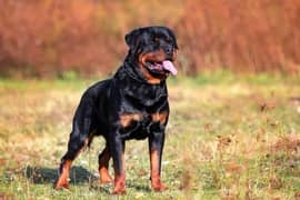 Rottweiler female for free but some conditions