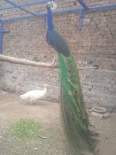 peacocks