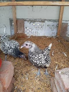 Silver Sibright Hens for Sale