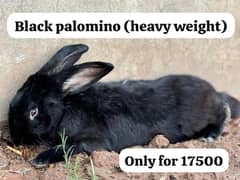 Rare Rabbit breeds are now Available