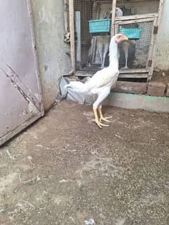 White Shamo Long Height Aseel Male 3.5 Months Old
