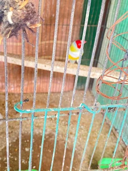 2 lady Gouldian Red head males , both in 11000 3