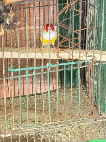 2 lady Gouldian Red head males , both in 11000 6