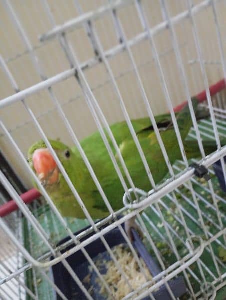 green parrot 2