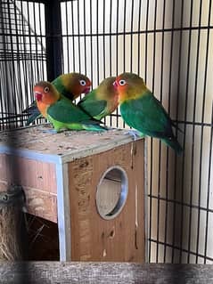 love birds with cage