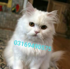Male kitten/ adult male cat/Persian male cat or kitten