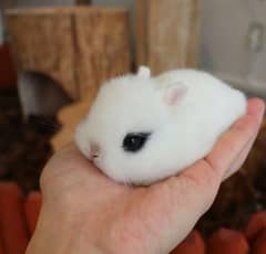 Rabbit hotot dwarf bunnies