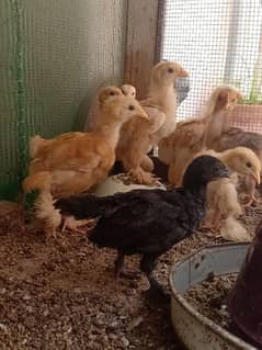 golden buff chicks available age 20 days