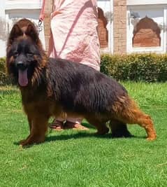 Show quality German shepherd proper long coat full train male for sale