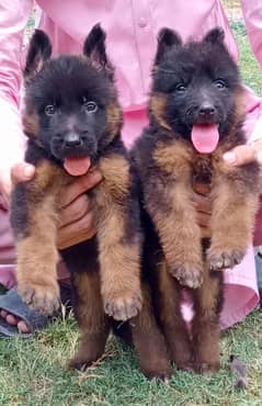 German shepherd puppies For Sale