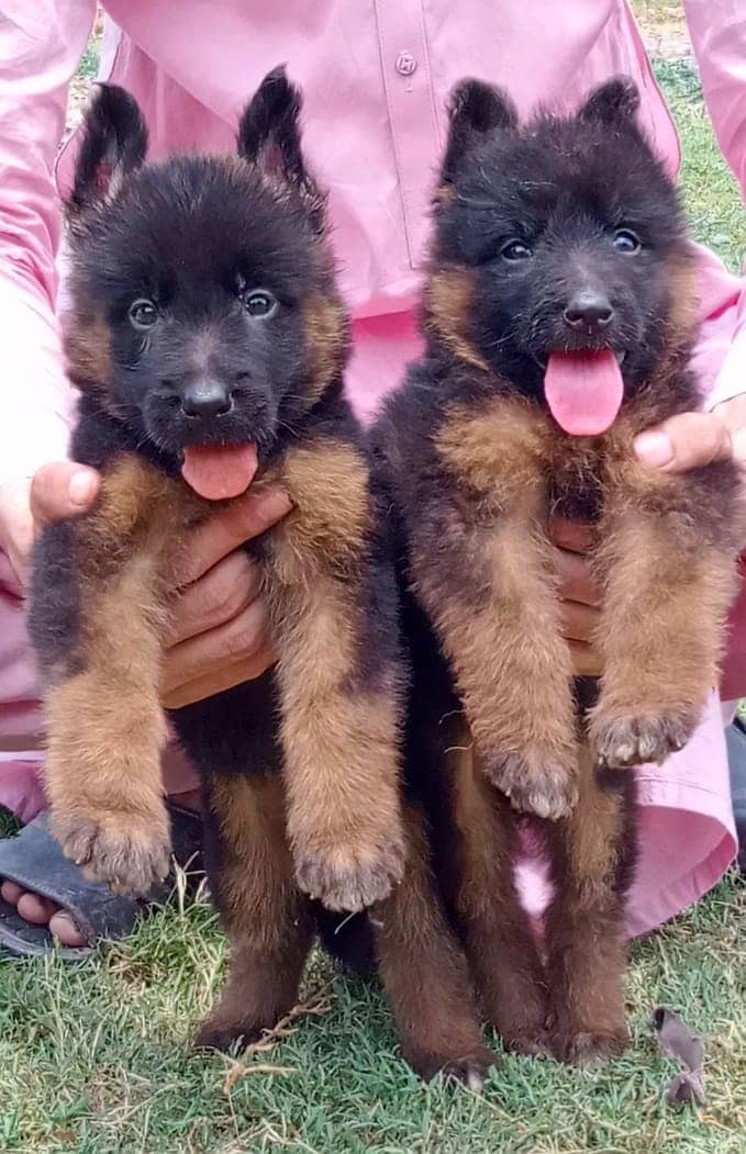 German shepherd puppies For Sale 0