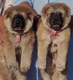 Afghan Kuchi Pair Dog Pair | kurdish kangal Security Dog For Sale