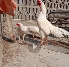 heera aseel chicks