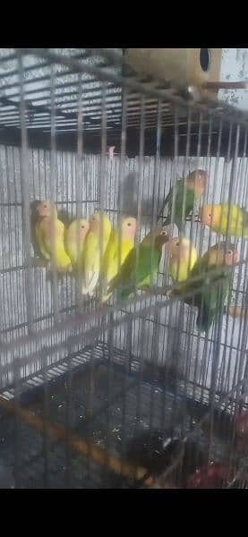 Albino /lovebirds/green fisher 7