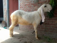 kajli sheep for sale