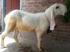 kajli sheep for sale