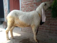kajli sheep for sale