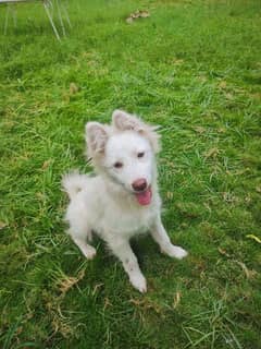 Pure Russian pink nose puppy available for rehoming