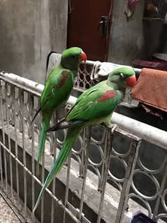2 raw parrots tamed