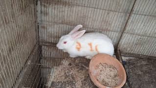 white rabbit red eyes pair ( bond pair )