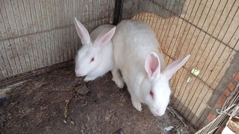 white rabbit red eyes pair ( bond pair ) 1