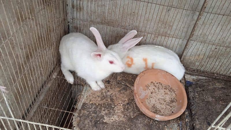 white rabbit red eyes pair ( bond pair ) 3