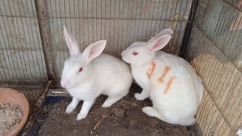 white rabbit red eyes pair ( bond pair ) 5