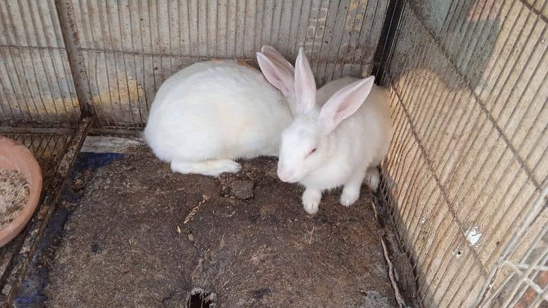 white rabbit red eyes pair ( bond pair ) 7