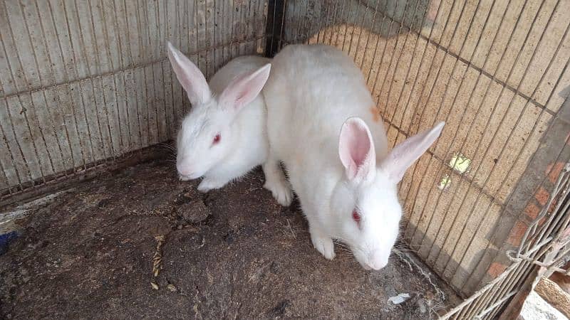 white rabbit red eyes pair ( bond pair ) 8