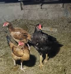 Aseel Rooster With 3 Egg laying Hens