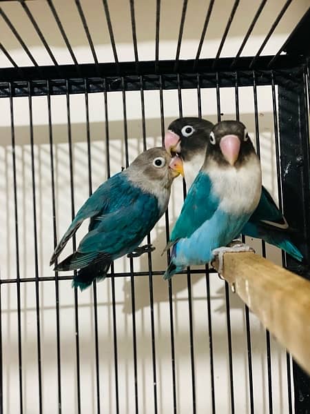 love Birds Breeder pair For sale 1
