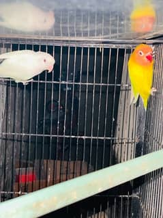 love Birds Breeder pair For sale