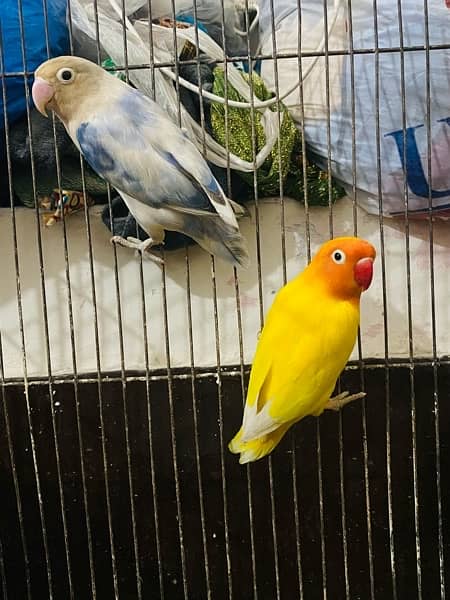 love Birds Breeder pair For sale 4