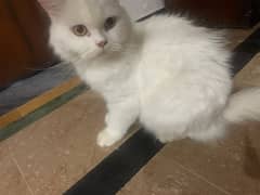 Persian Cat Breeder With 3 kittens For Sale
