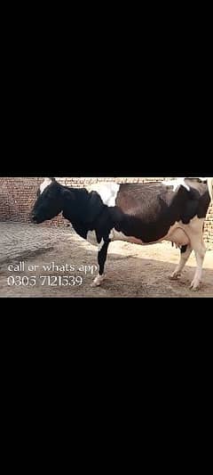 friesian cow for sale