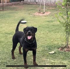 beautiful trained Rottweiler male