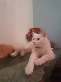 persian male and female