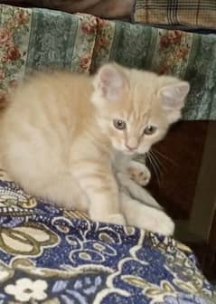 Persian triple coated Fawn colored male for sale