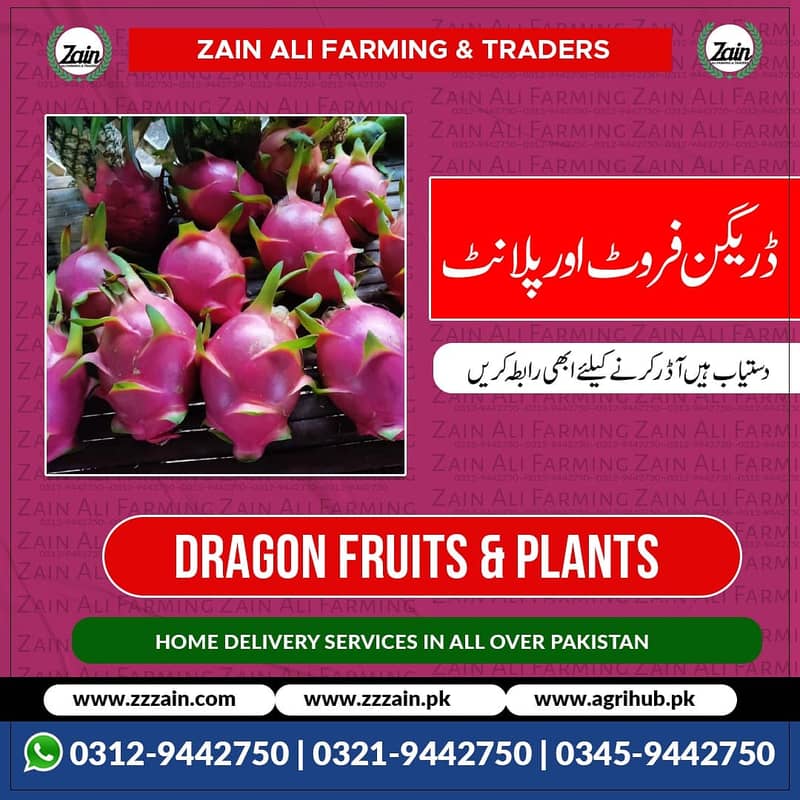 We Have Dragon fruit plants/ Seeds 03459442750 Zain Ali Farming and T 0