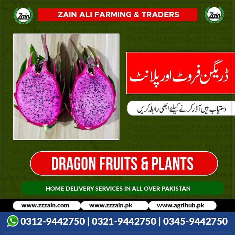 We Have Dragon fruit plants/ Seeds 03459442750 Zain Ali Farming and T 1