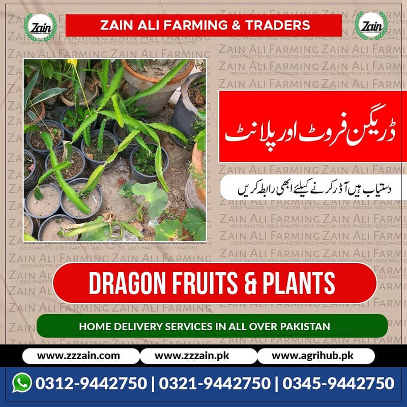 We Have Dragon fruit plants/ Seeds 03459442750 Zain Ali Farming and T 2