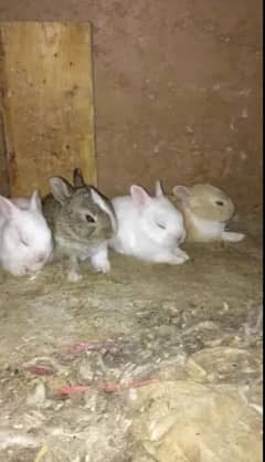 Rabbit bunnies (Common/Desi) & Hotot male